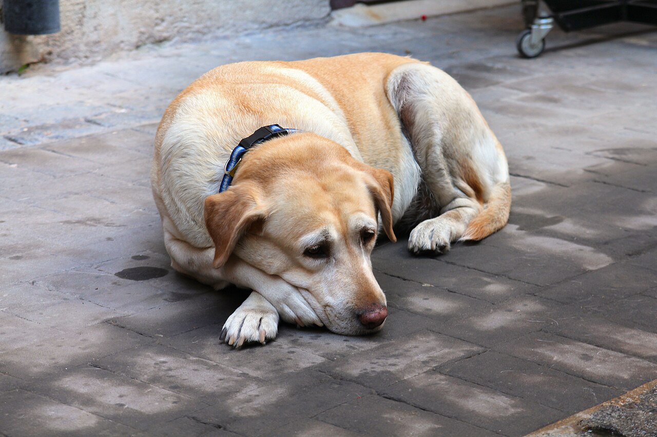 Oudere labrador met halsband rust op een stoep, zichtbaar stijf en rustig