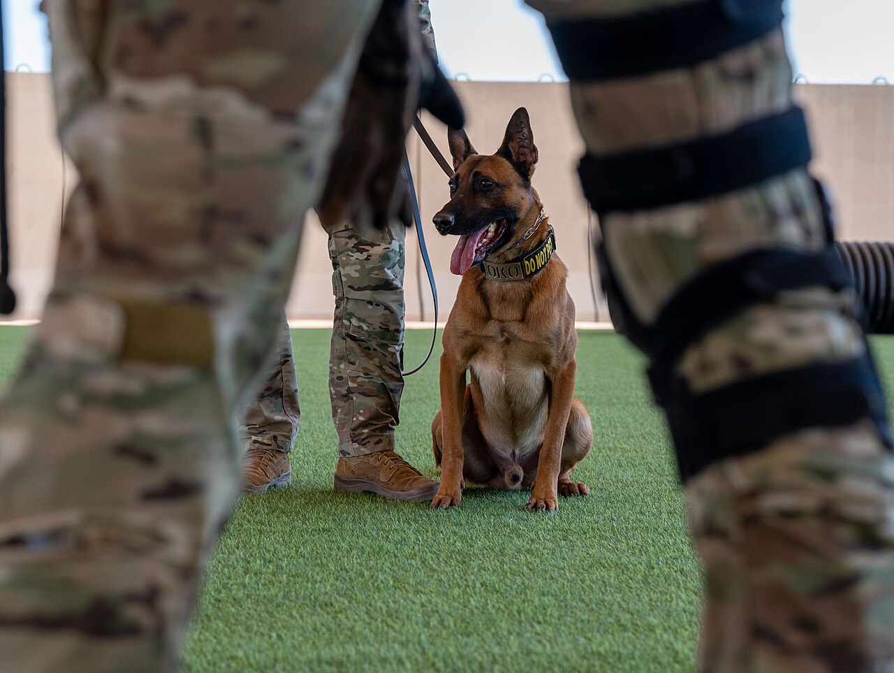 Militaire werkende hond zit gehoorzaam aan leiband tussen twee trainers op kunstgras