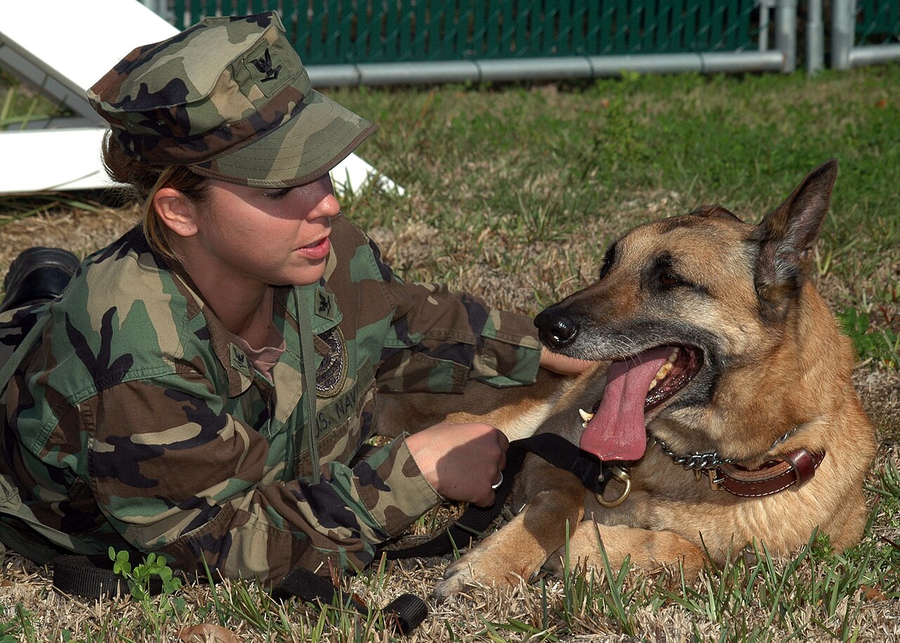 Militaire trainer knielt naast een hond op gras en geeft positieve aandacht als beloning