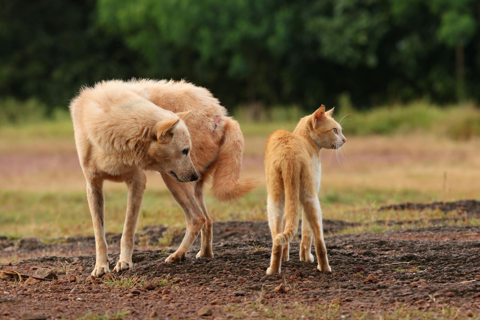 Hond en kat staan dicht naast elkaar in een veldje, beiden gefocust op elkaar
