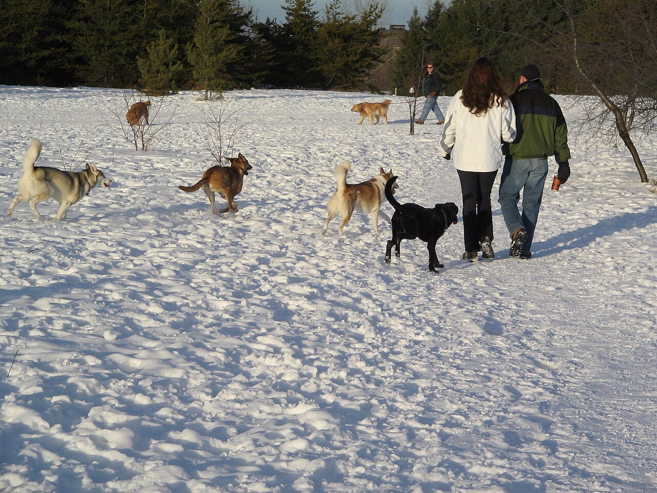 Mensen wandelen met meerdere honden in een besneeuwde omgeving in een hondenpark