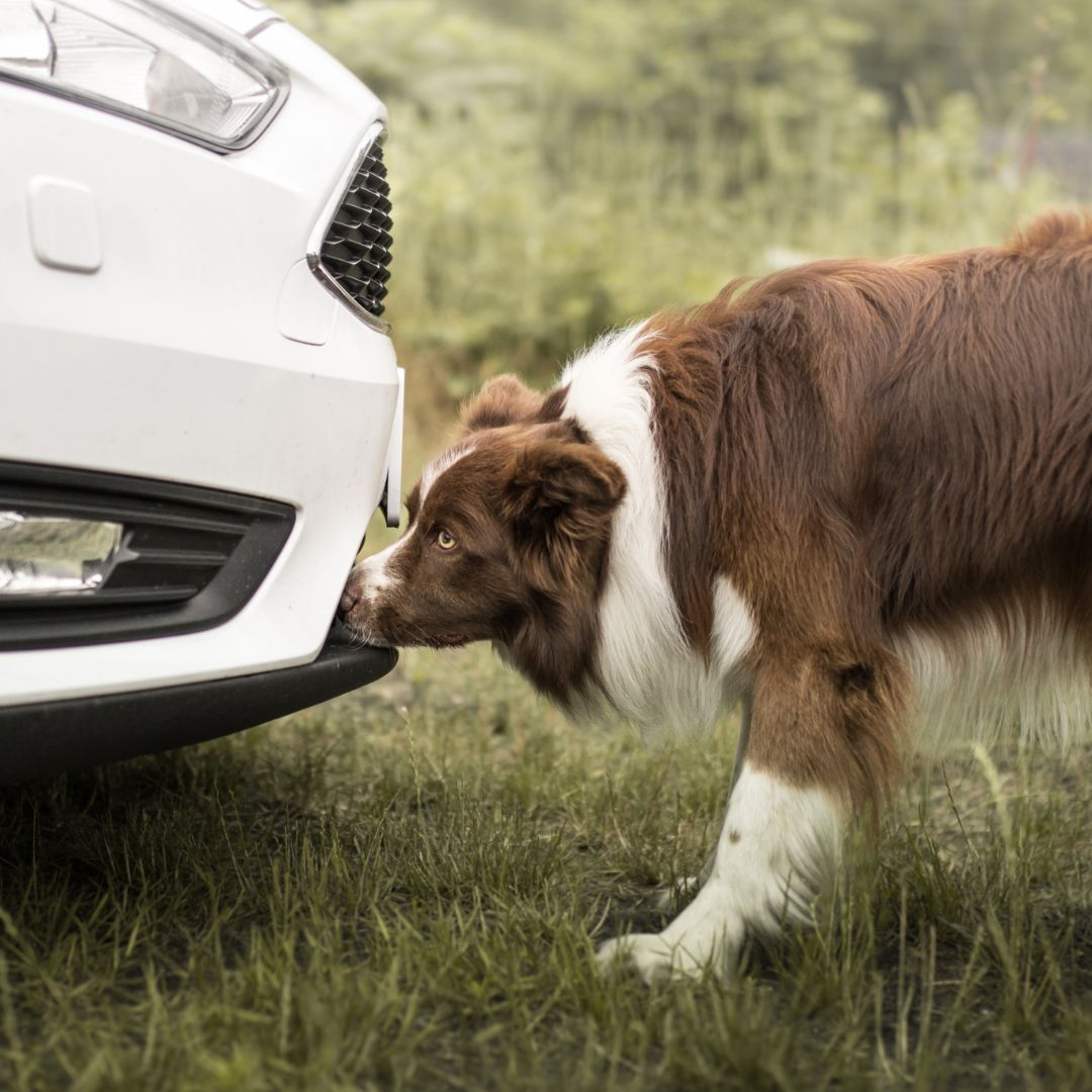 Border collie snuffelt intensief aan de voorbumper van een auto, neuswerk en spoorzoeken