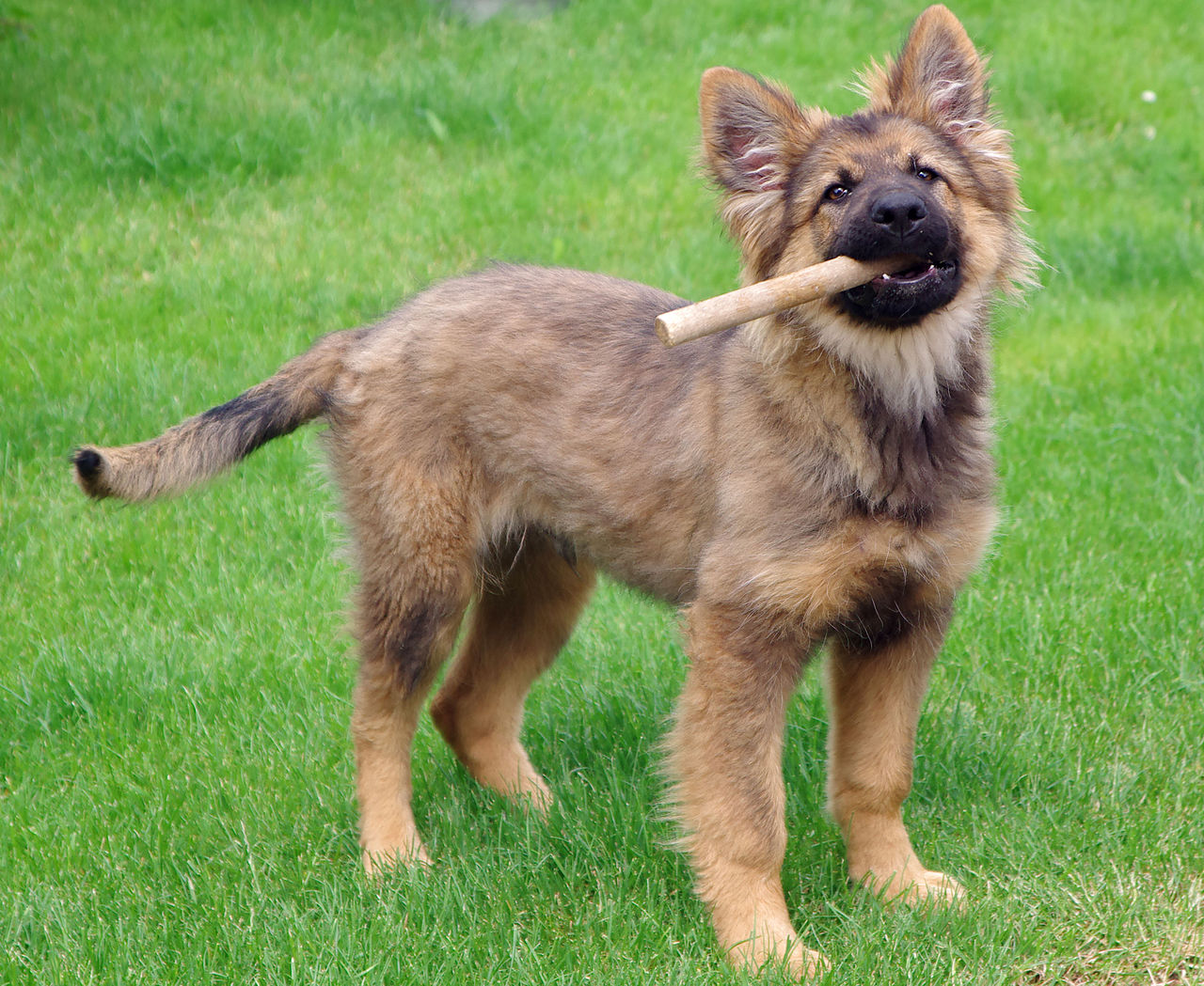 Duitse Herder pup staat trots op groen gras met een stok in zijn bek