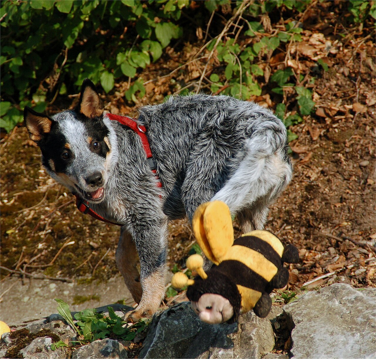 Australian Cattle Dog pup speelt buiten met een bijenknuffel aan een tuigje