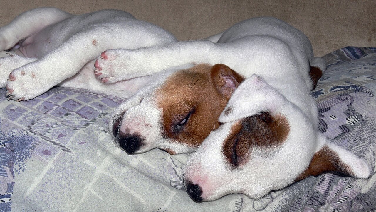 Twee slapende Jack Russell pups liggen dicht tegen elkaar aan op een kussen