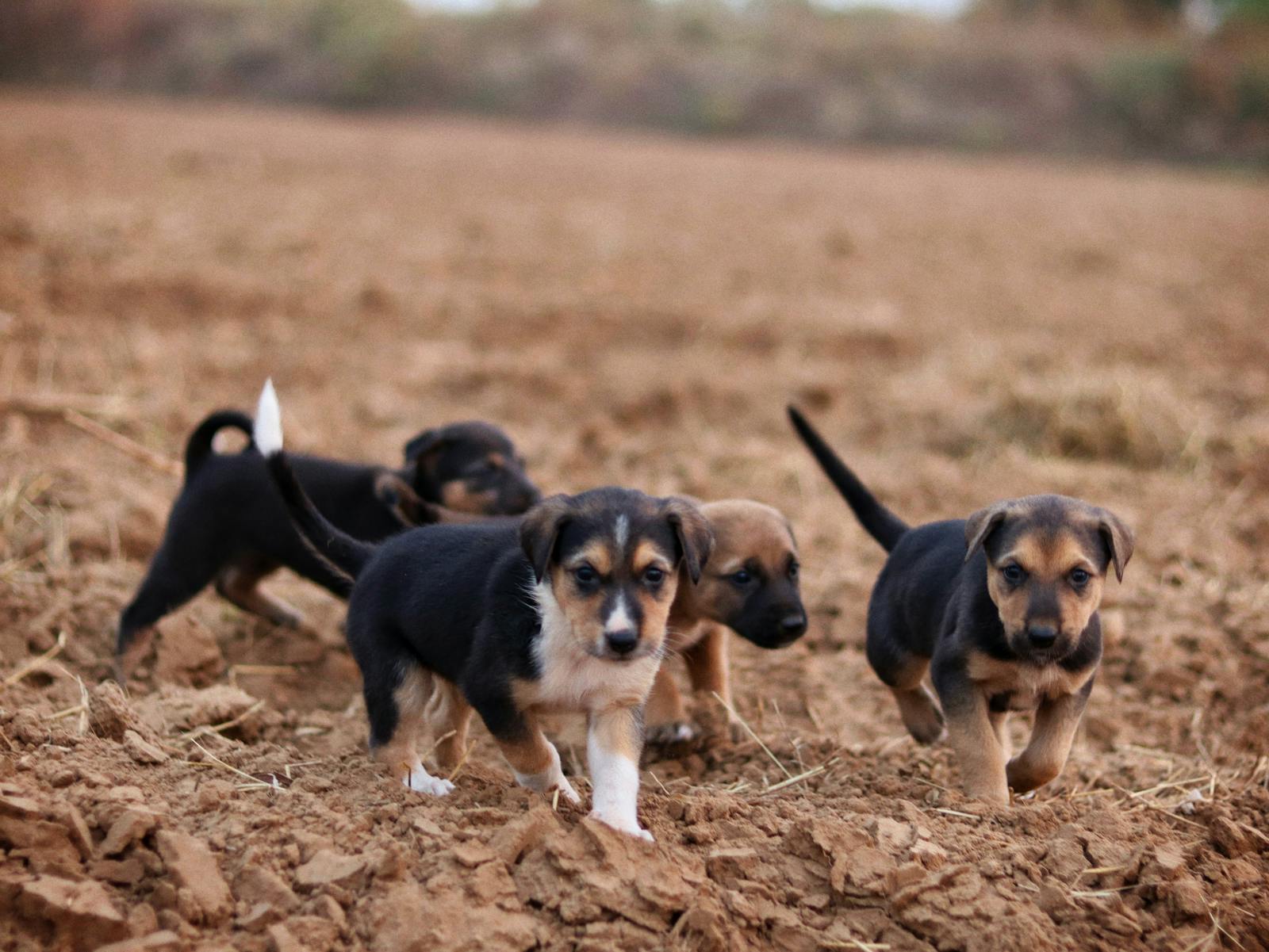 Drie tricolor pups lopen samen in een veld — een nest puppies bij een fokker
