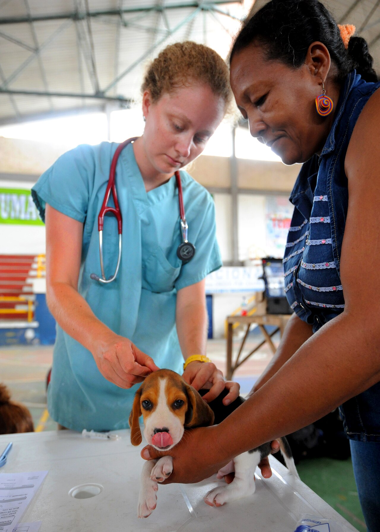 Dierenarts onderzoekt een Beagle pup op de onderzoektafel, pup steekt tong uit