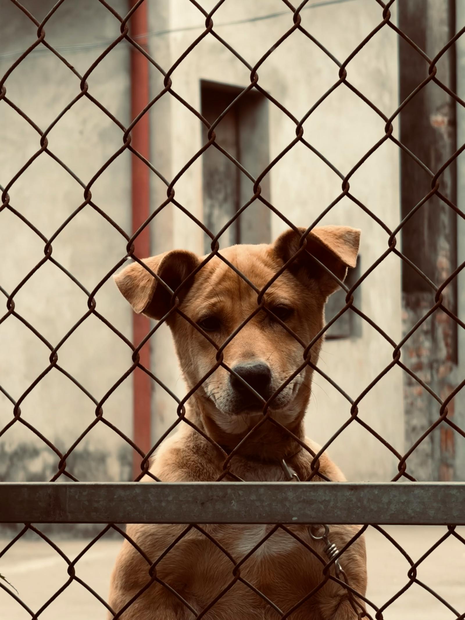 Hond achter een hek met droevige blik, beeld van eenzaamheid en gemis