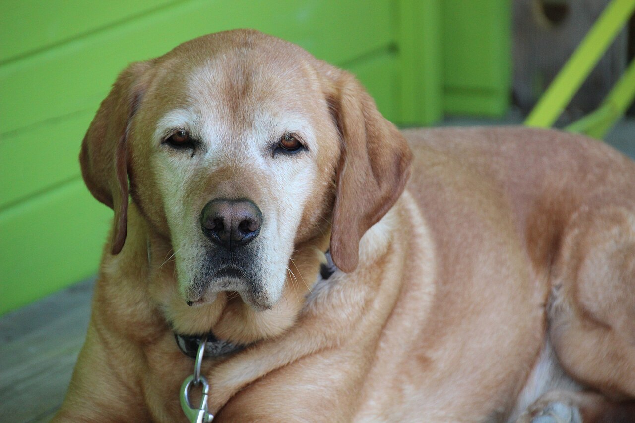 Close-up van een oudere gele Labrador met grijs snuit, rustig en wijs liggend