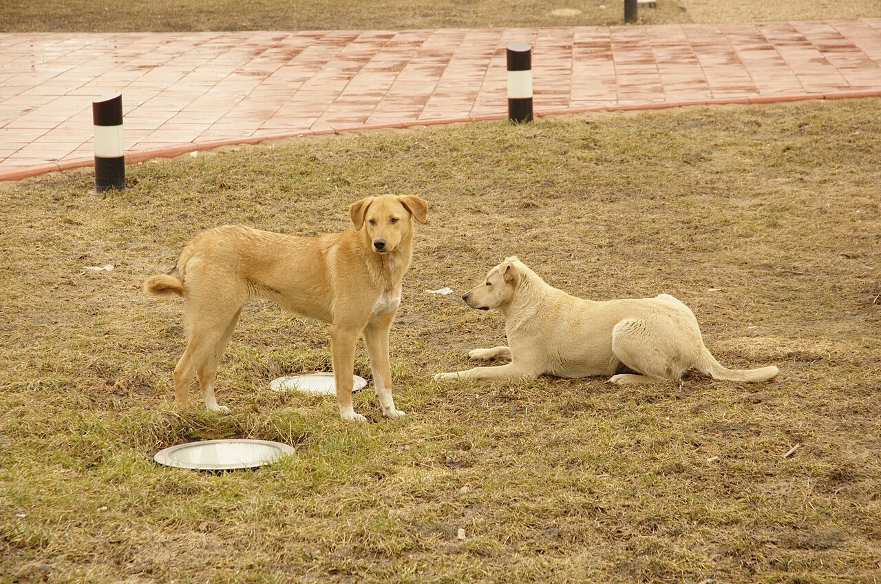 Twee lichtgele honden ontmoeten elkaar in een park en snuffelen aan elkaar