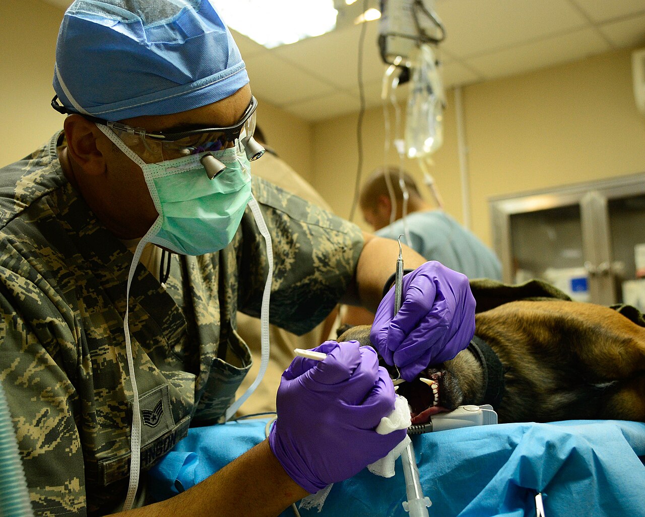 Militaire dierenarts verwijdert tandsteen bij een hond onder narcose in de kliniek