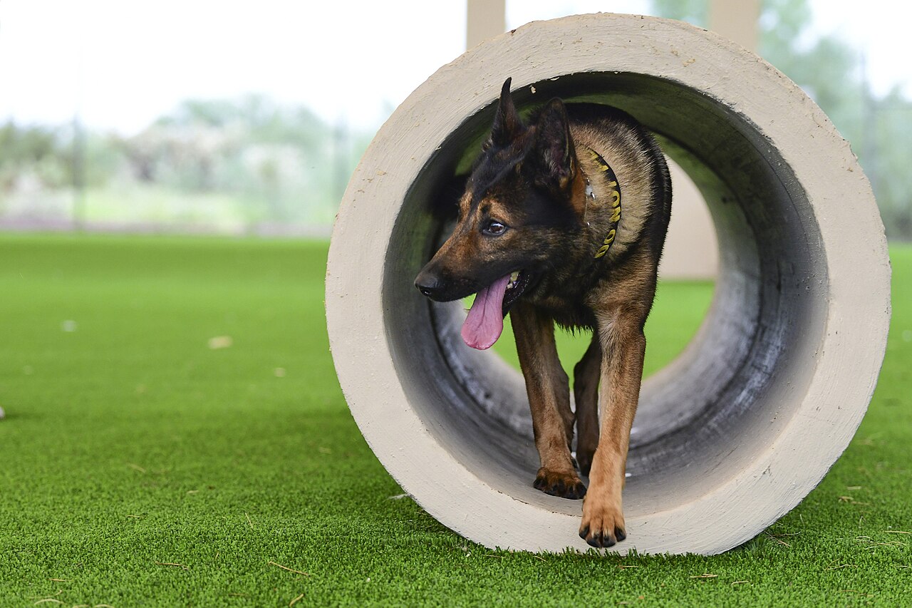 Energieke Mechelse Herder sprint door een grote tunnel op een trainingsparcours