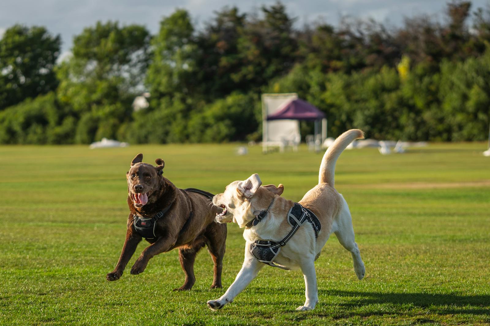 Bruine en blonde labrador rennen samen door het gras tijdens een speelse stoeipartij