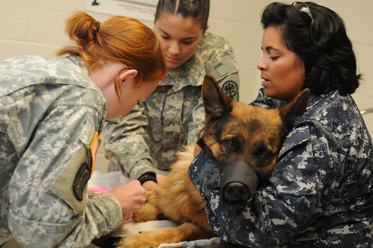 Militaire dierenartsen onderzoeken een Duitse Herder op een behandeltafel in een kliniek