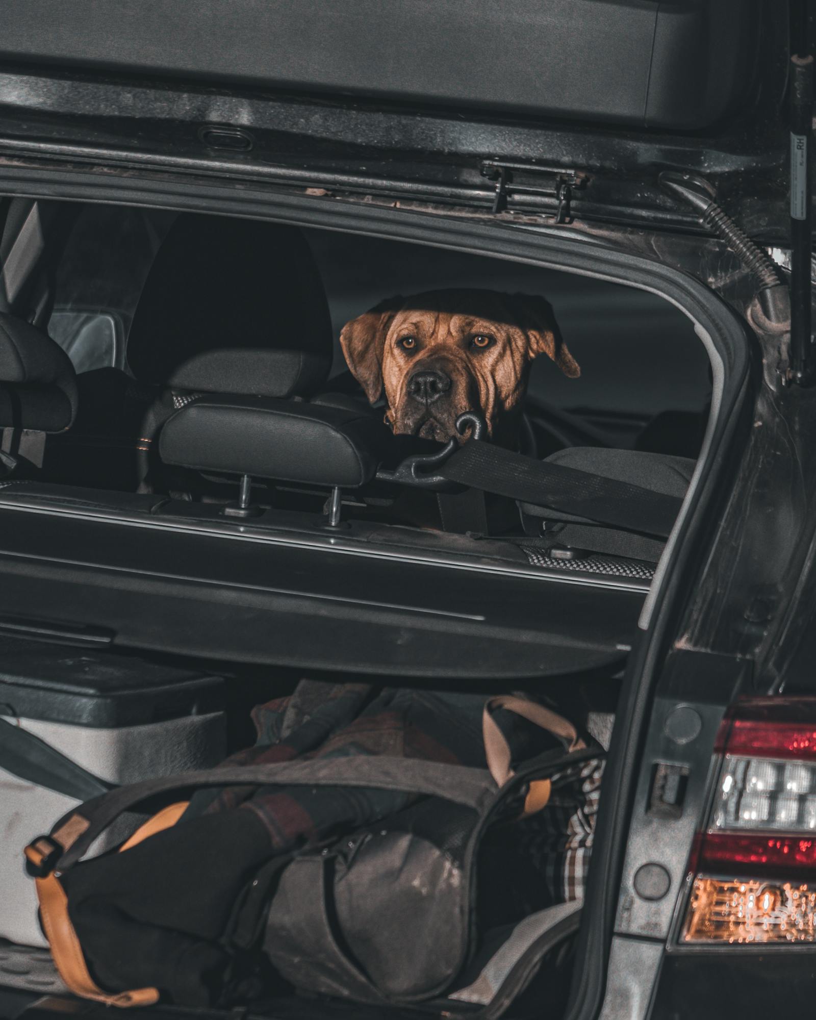 Grote bruine hond zit in de kofferbak van een auto met reisbagage, klaar voor vertrek op vakantie