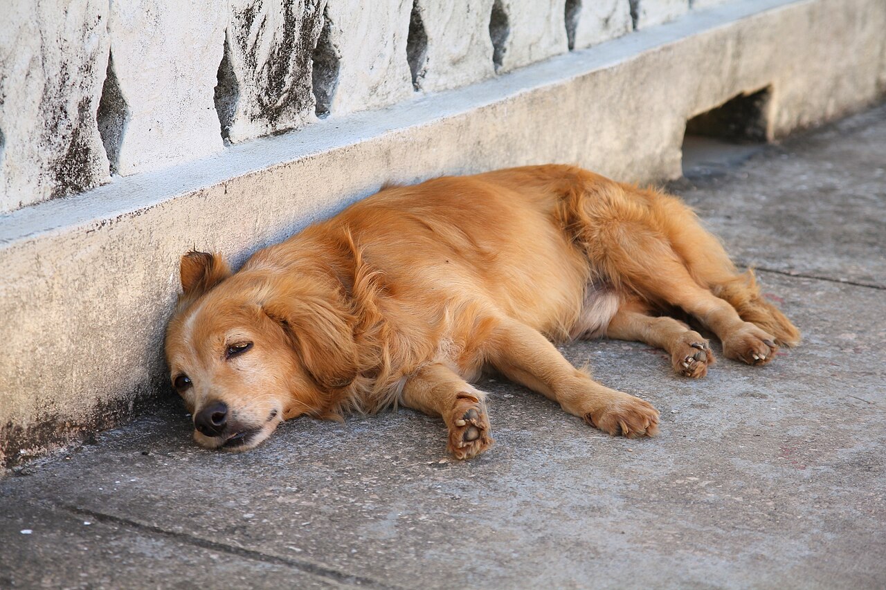 Oudere gouden retriever ligt uitgestrekt op straat te slapen naast een muur