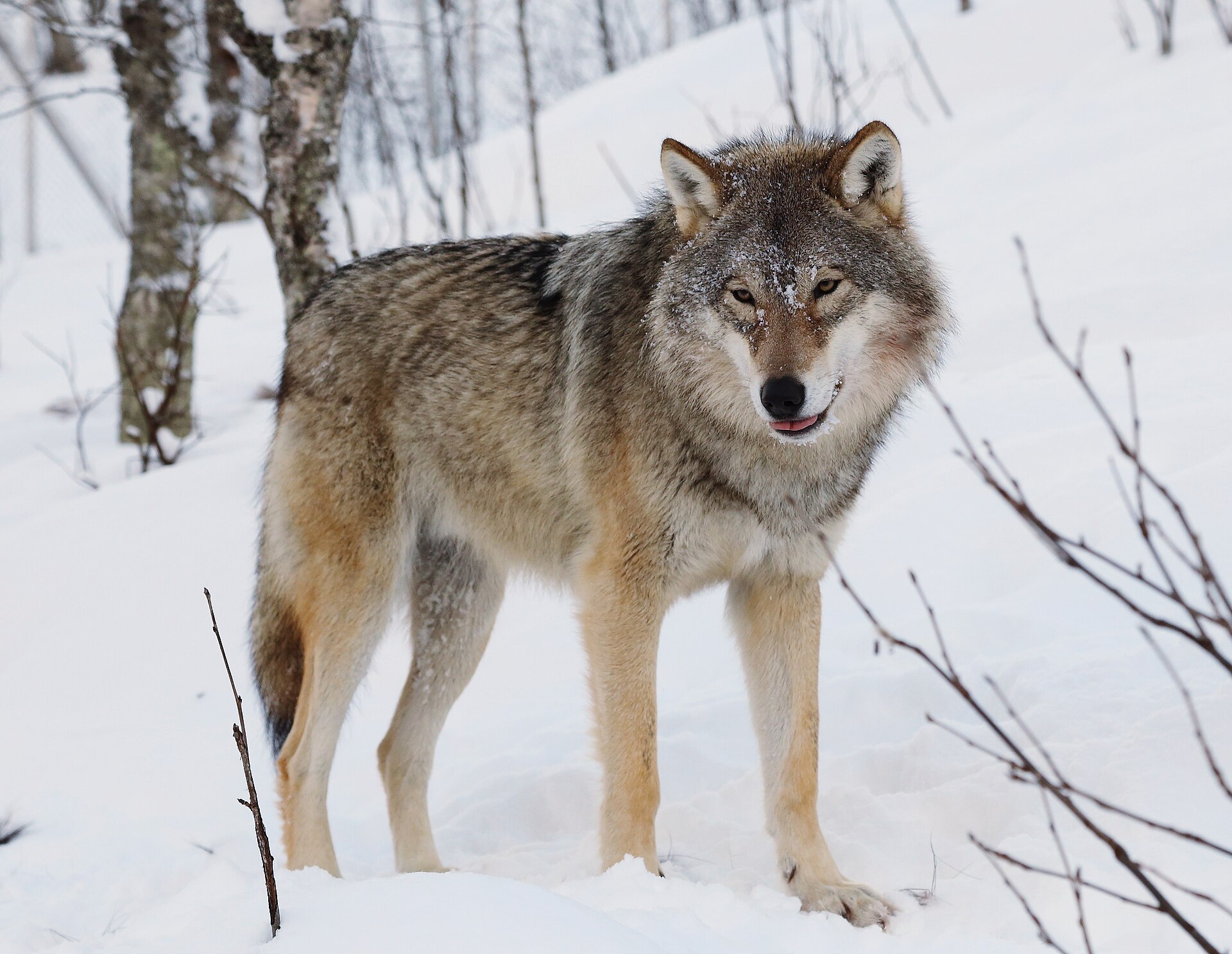 Eurasische wolf, kopportret
