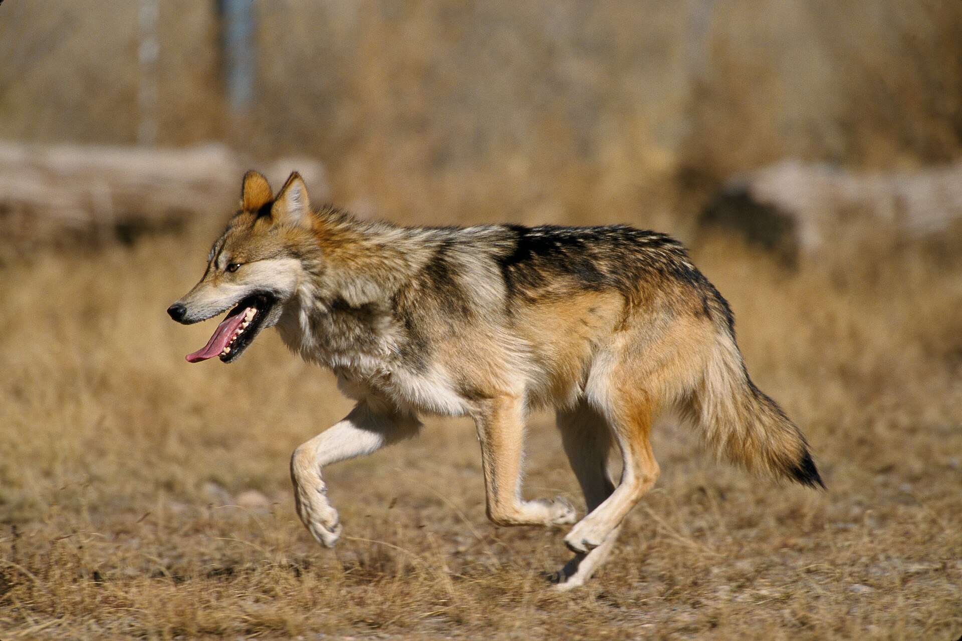 Grijze wolf in zijaanzicht in de natuur