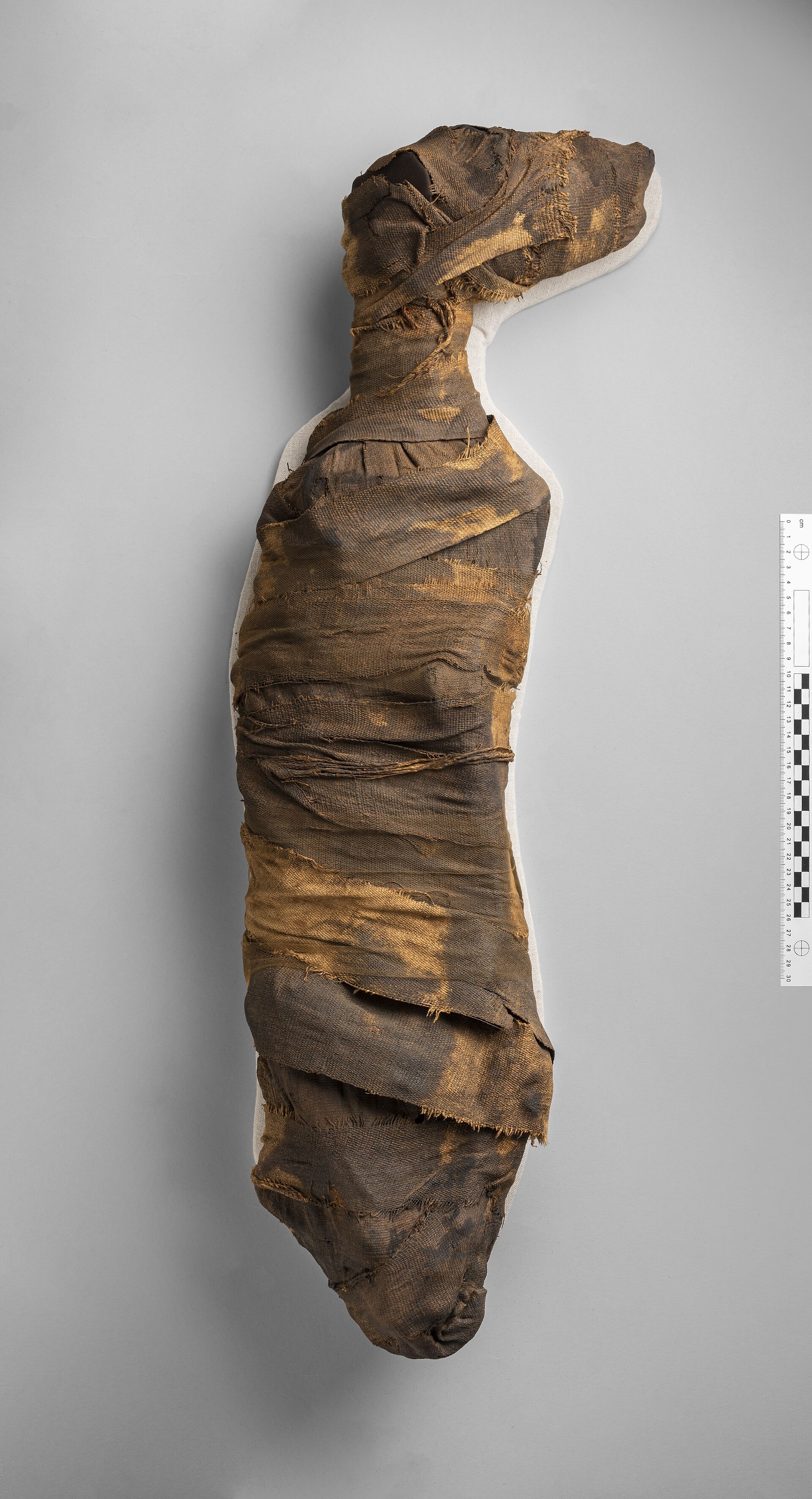 Egyptische hondenmummie uit het Museo Egizio