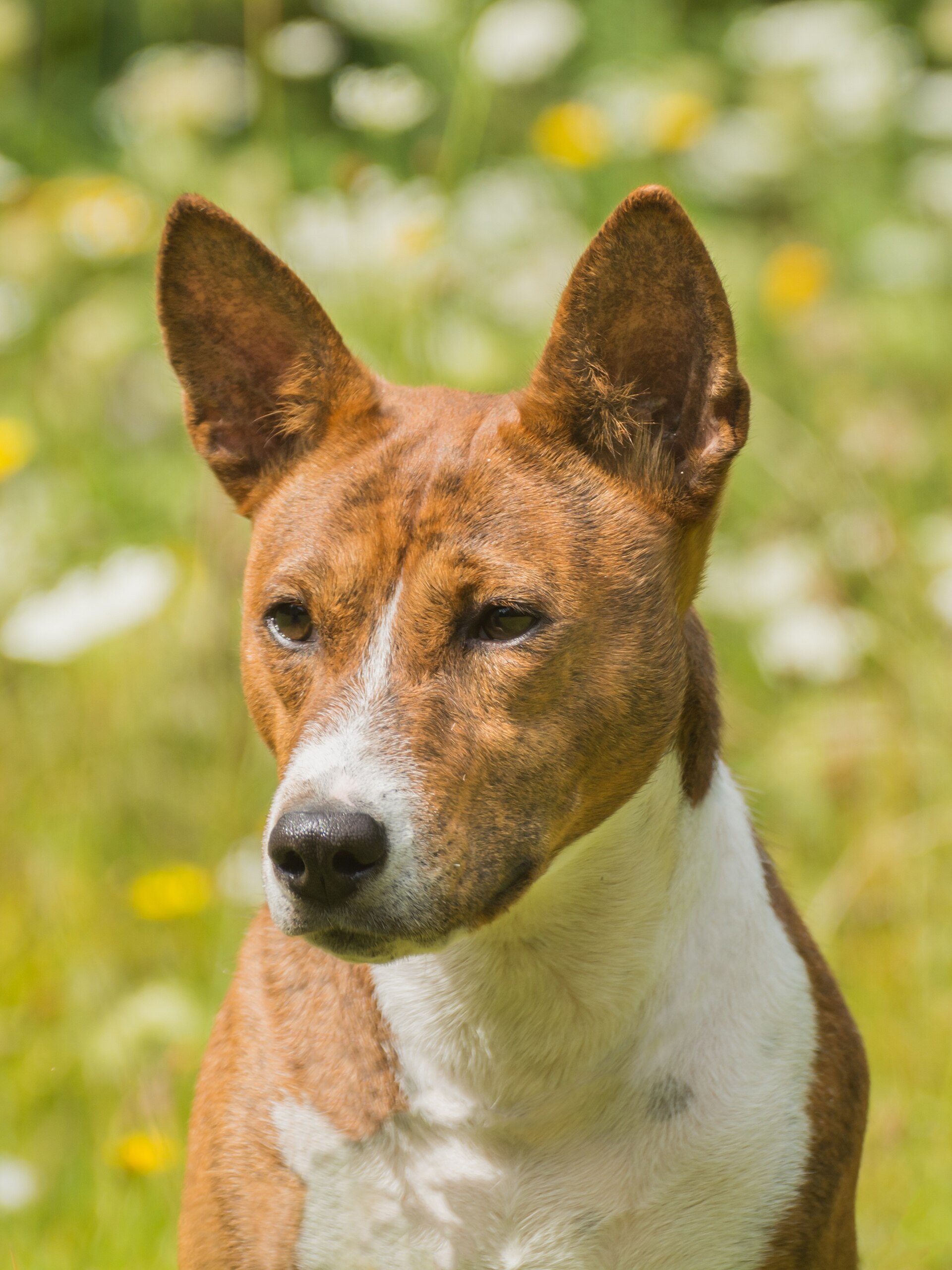 Basenji portret