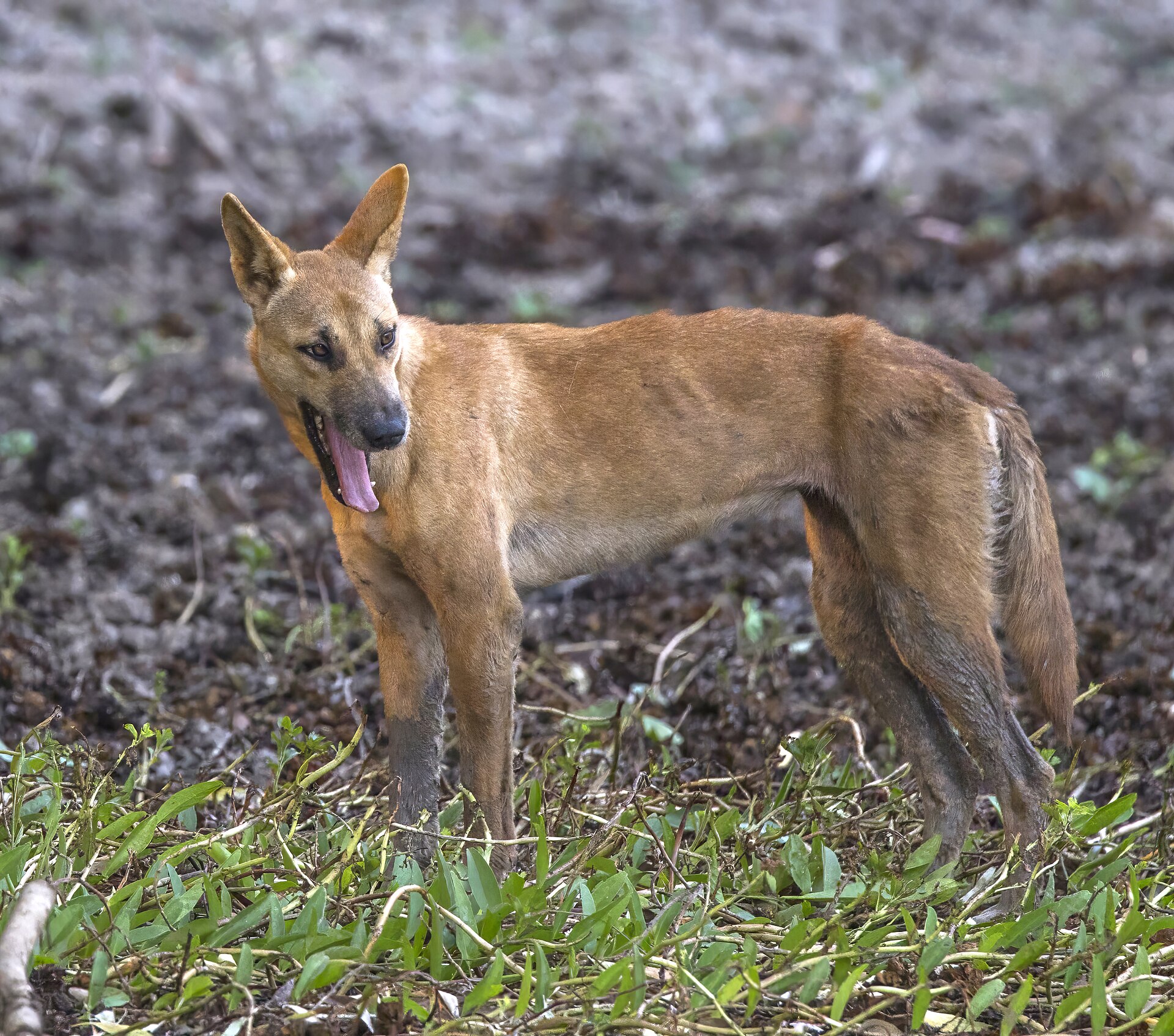 Australische Dingo in een grasland