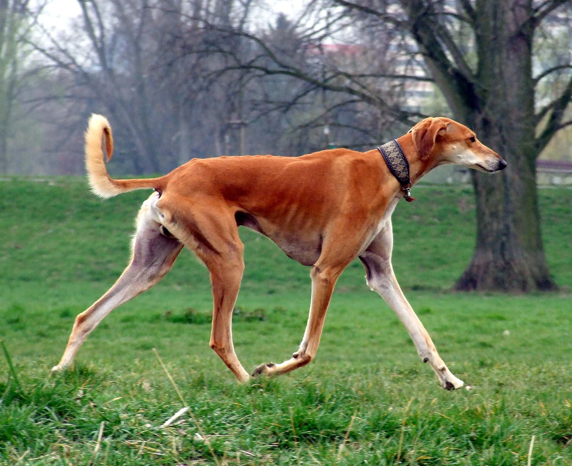Rode korthaar Saluki — slanke woestijnwindhond