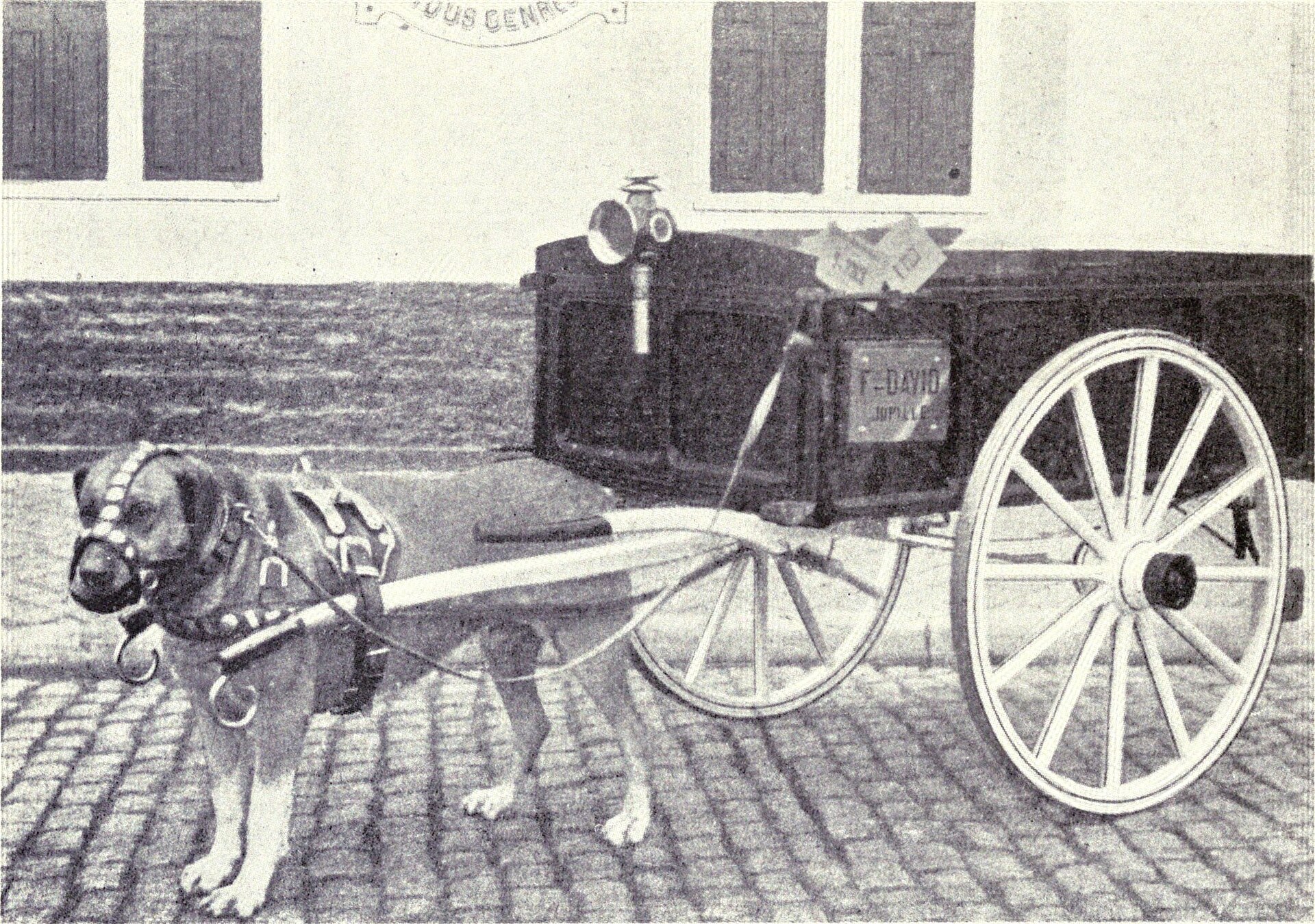 Hond gespannen onder een vierwielige trekkar — historische opname
