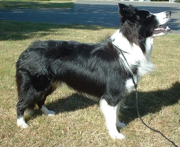 Border Collie portret — alerte zwart-witte herdershond