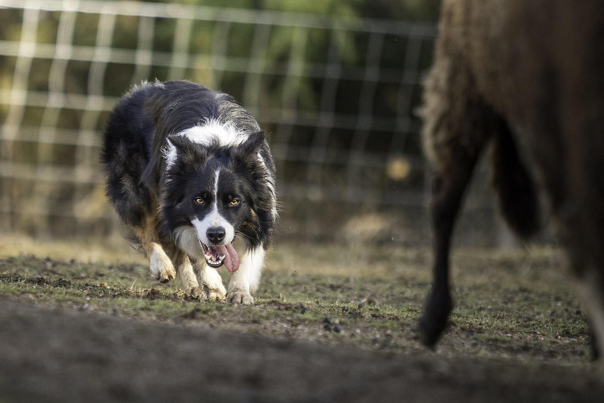 Border Collie sluipt naar een schaap met klassieke 'crouch'-houding
