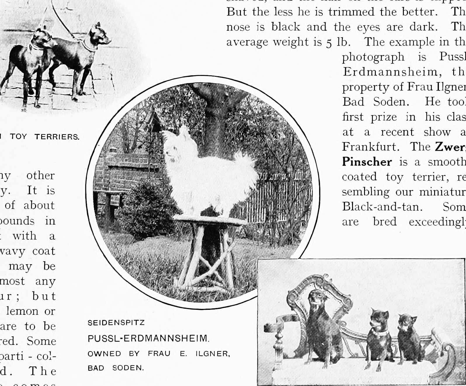 Pagina uit 'The new book of the dog' (1907) — vroeg rasstandaardboek