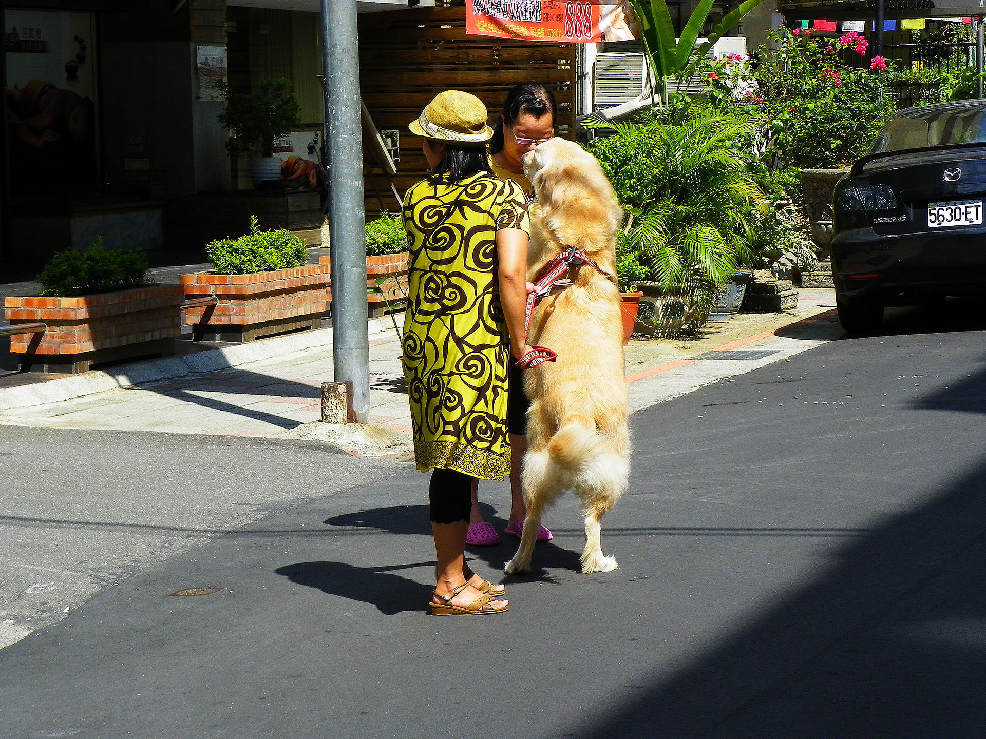 Vrouw met haar Golden Retriever in een park