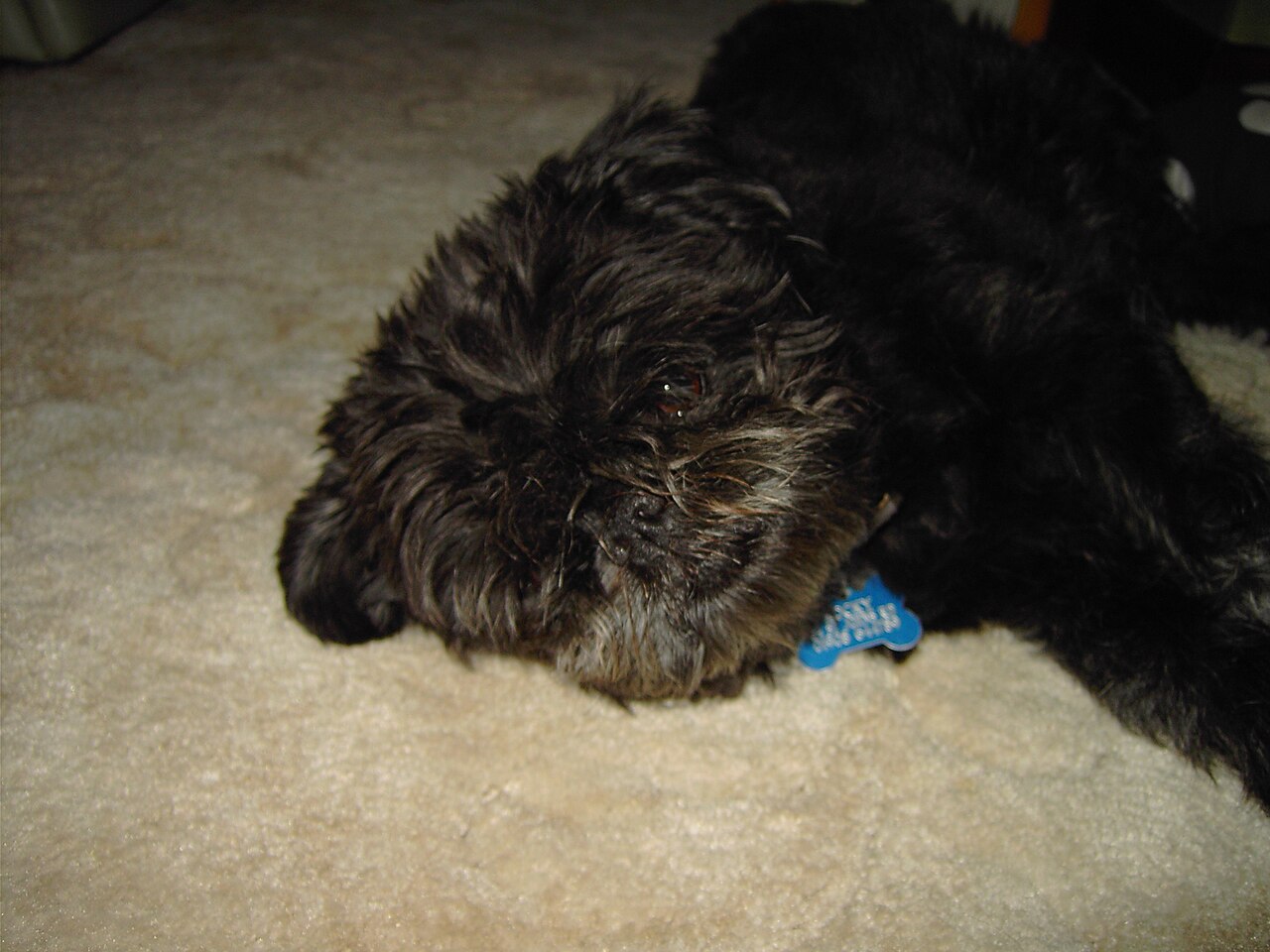 Affenpinscher, foto in volle breedte tegen natuurlijke achtergrond.