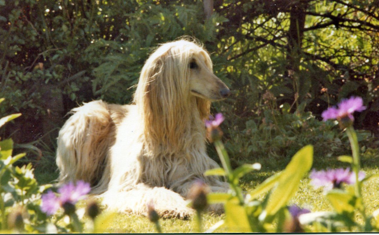 Afghaanse Windhond, foto in volle breedte.