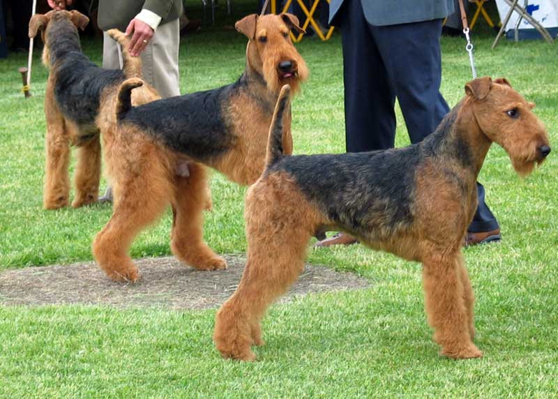 Airedale Terriër, foto in volle breedte tegen natuurlijke achtergrond.