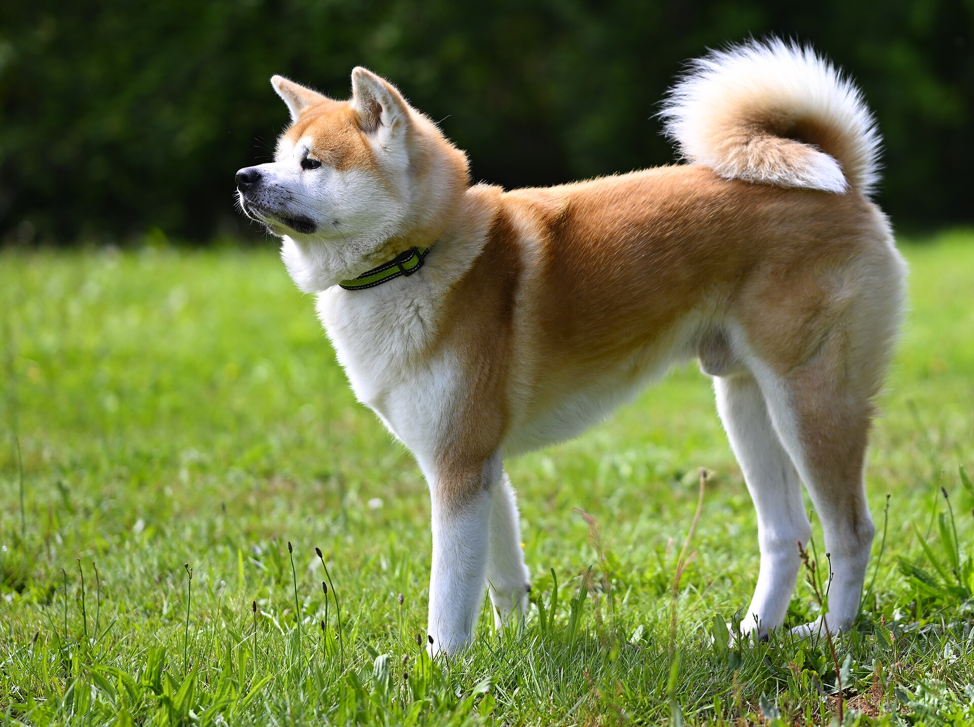 Akita Inu, krachtige Japanse hond met dubbele vacht.