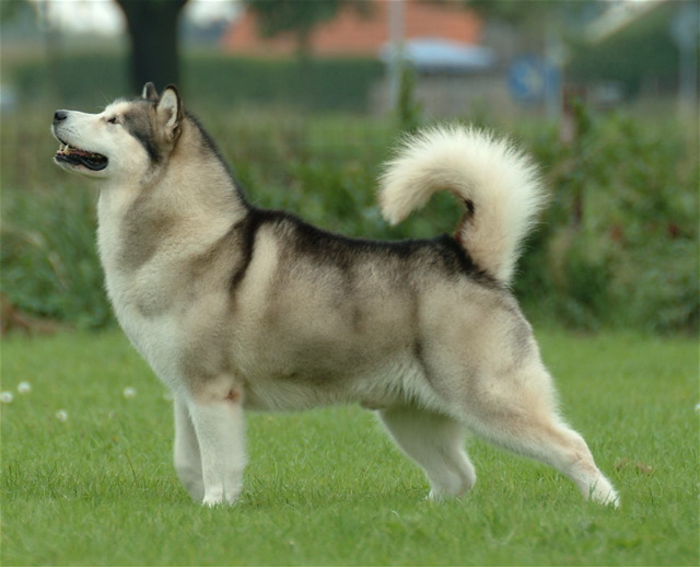 Alaskan Malamute, foto in volle breedte.