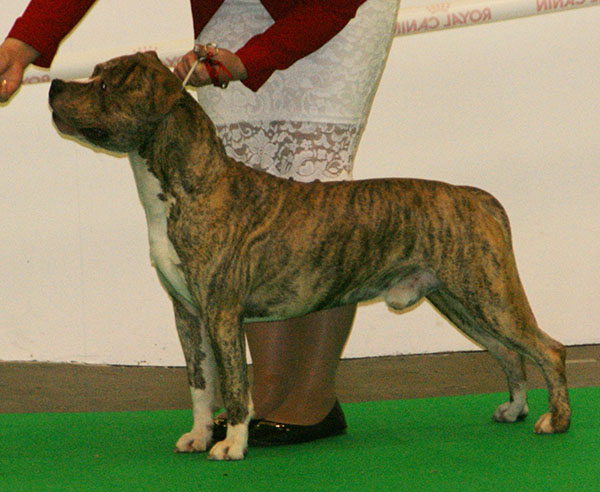 American Staffordshire Terriër, foto in volle breedte.