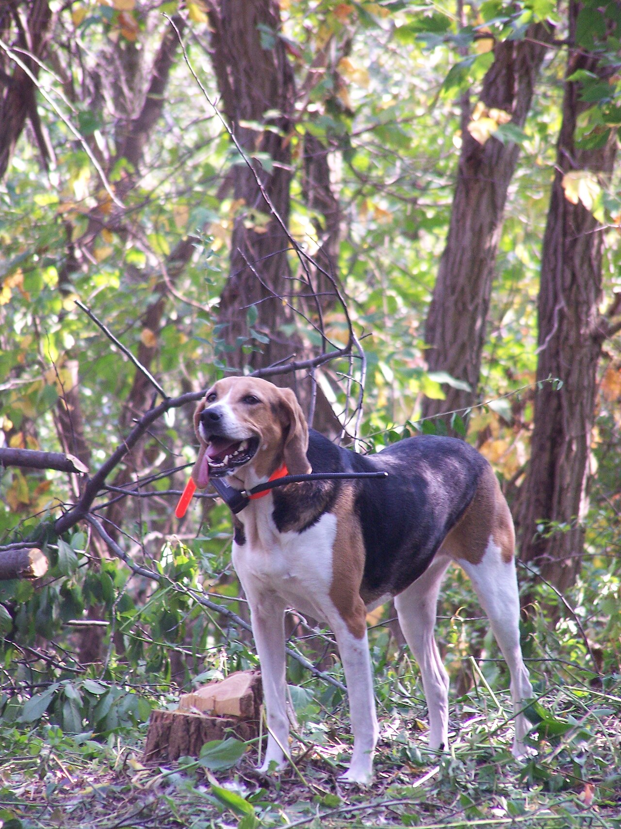 Amerikaanse Foxhound, foto in volle breedte tegen natuurlijke achtergrond.