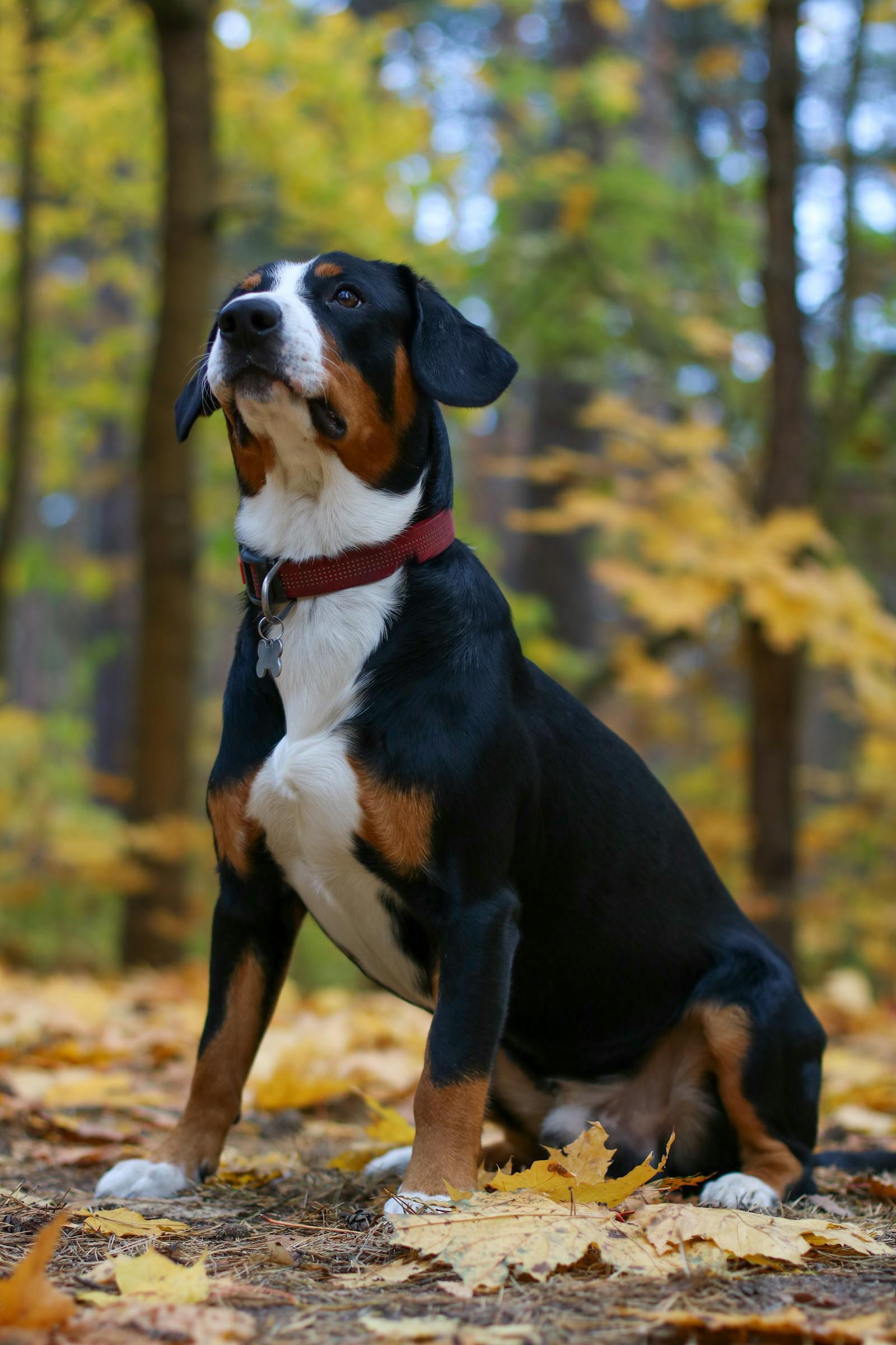 appenzeller sennenhond, foto.