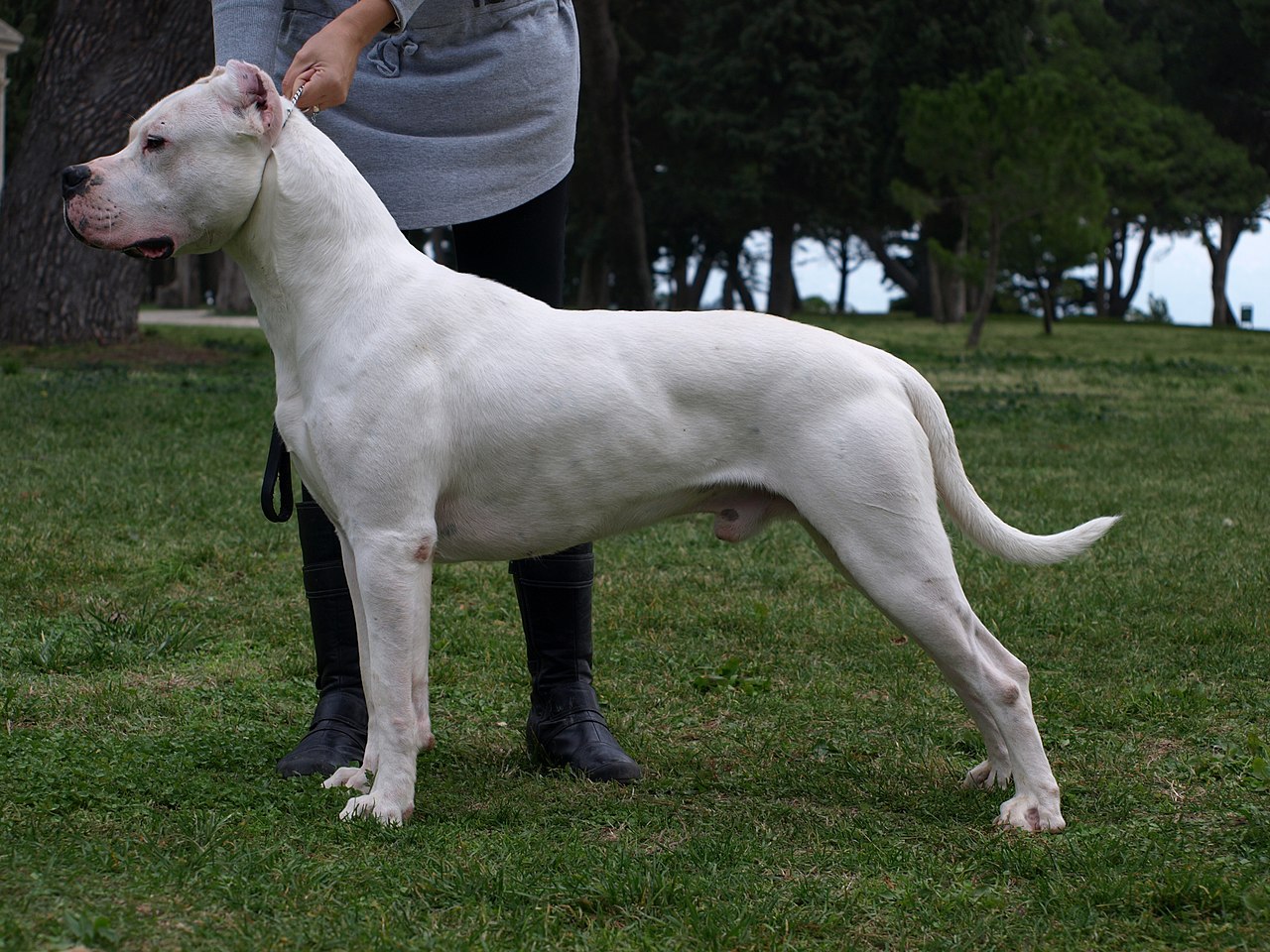 Argentijnse Dog, foto in volle breedte tegen natuurlijke achtergrond.