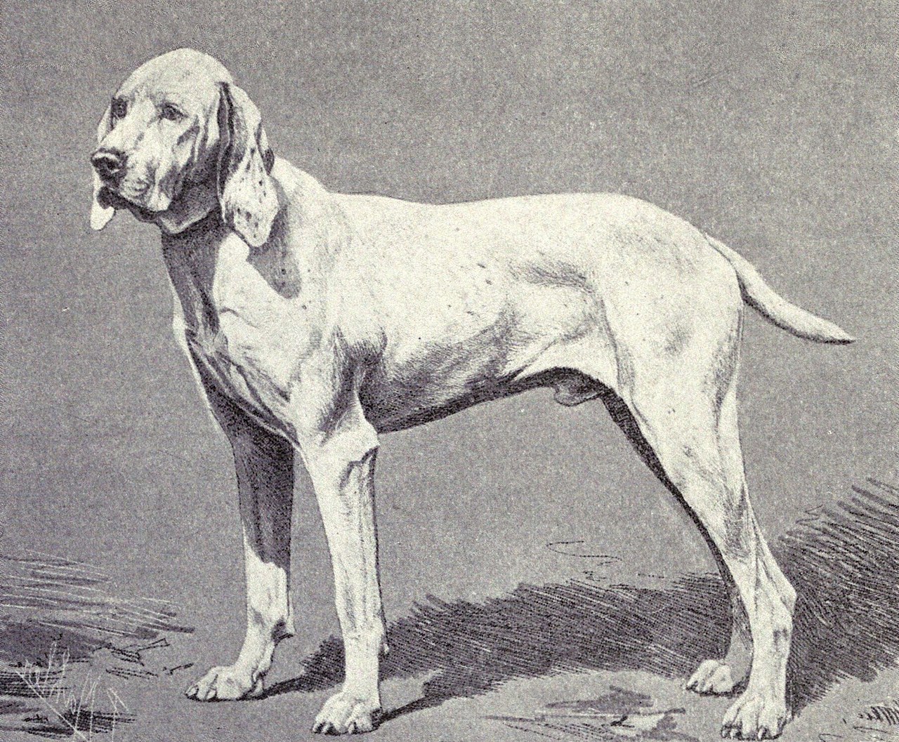 Ariège Staande Hond, foto in volle breedte.