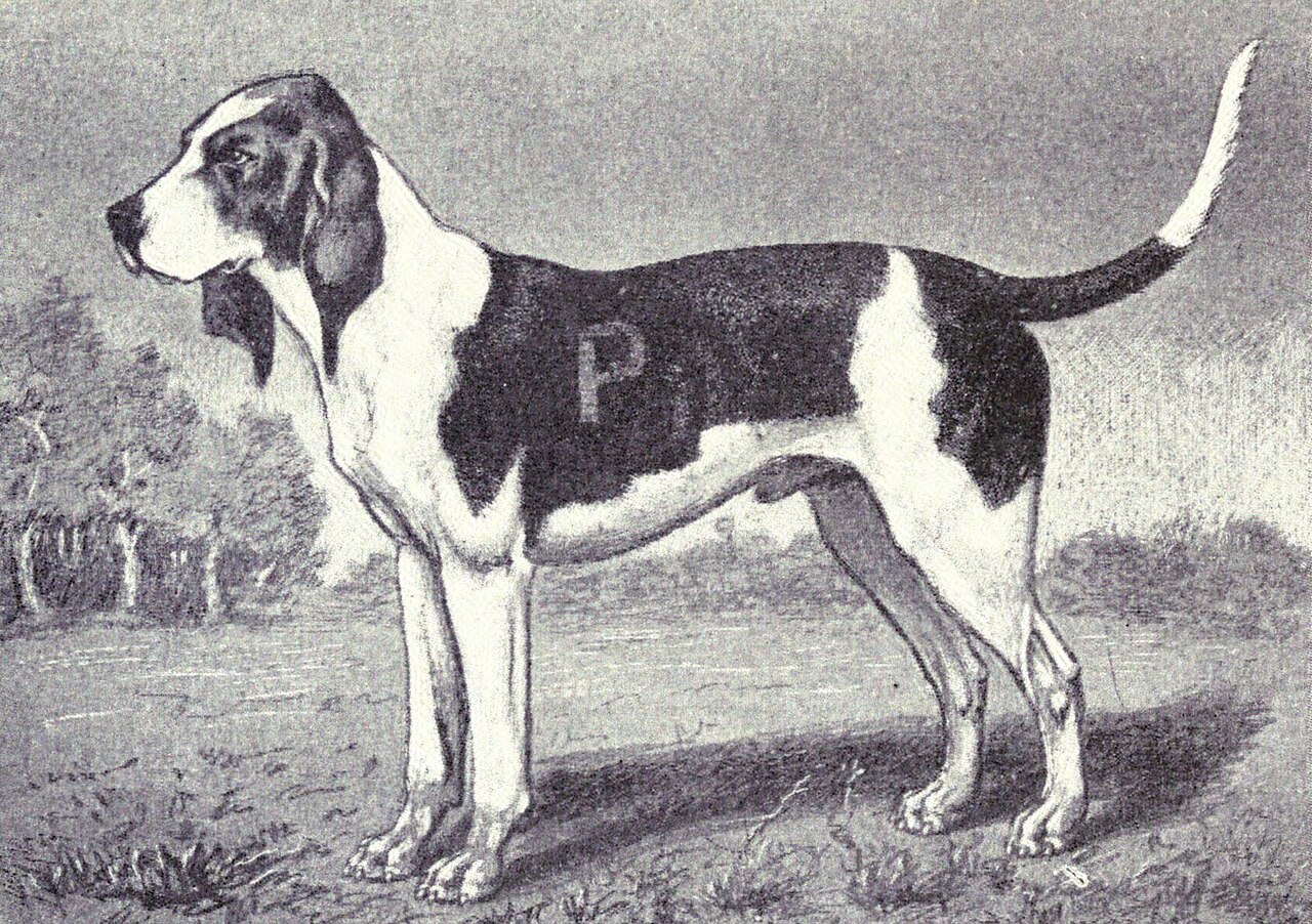 Artois Hond, foto in volle breedte tegen natuurlijke achtergrond.