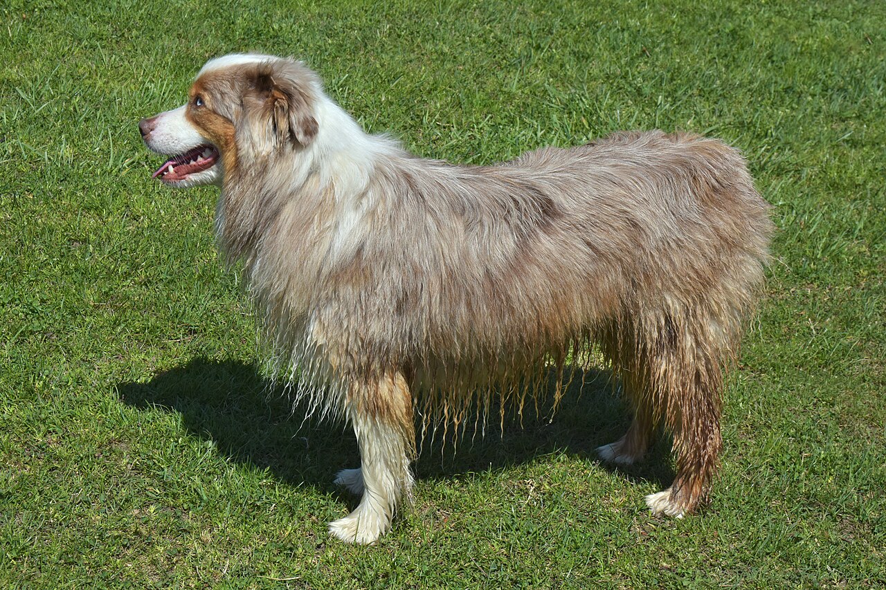 Australische herder, foto in volle breedte tegen natuurlijke achtergrond.