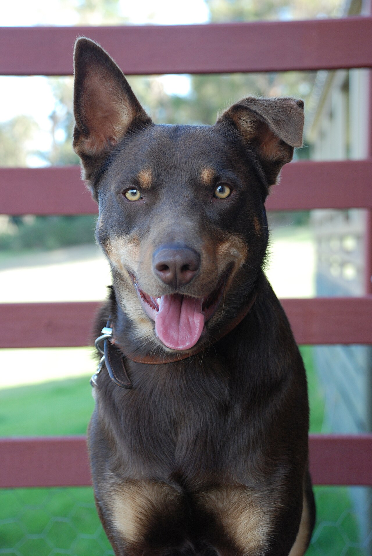 Australische Kelpie, foto in volle breedte tegen natuurlijke achtergrond.