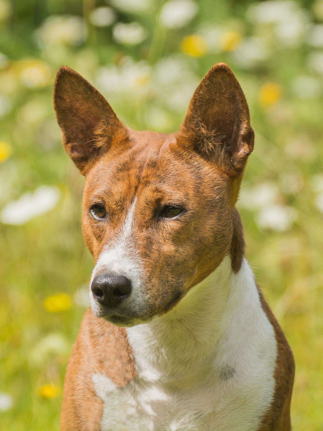 Basenji, foto in volle breedte tegen natuurlijke achtergrond.