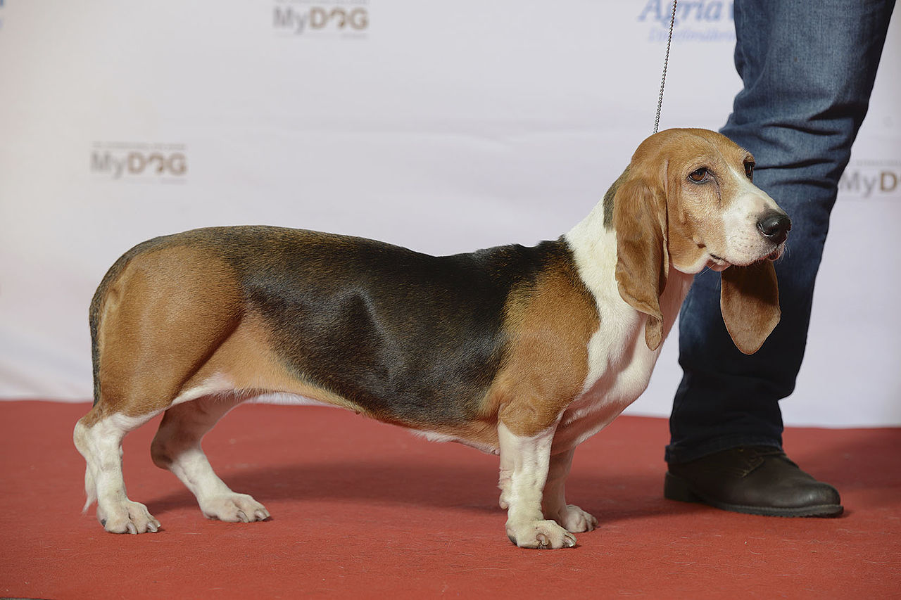 Basset Artésien Normand, foto in volle breedte.