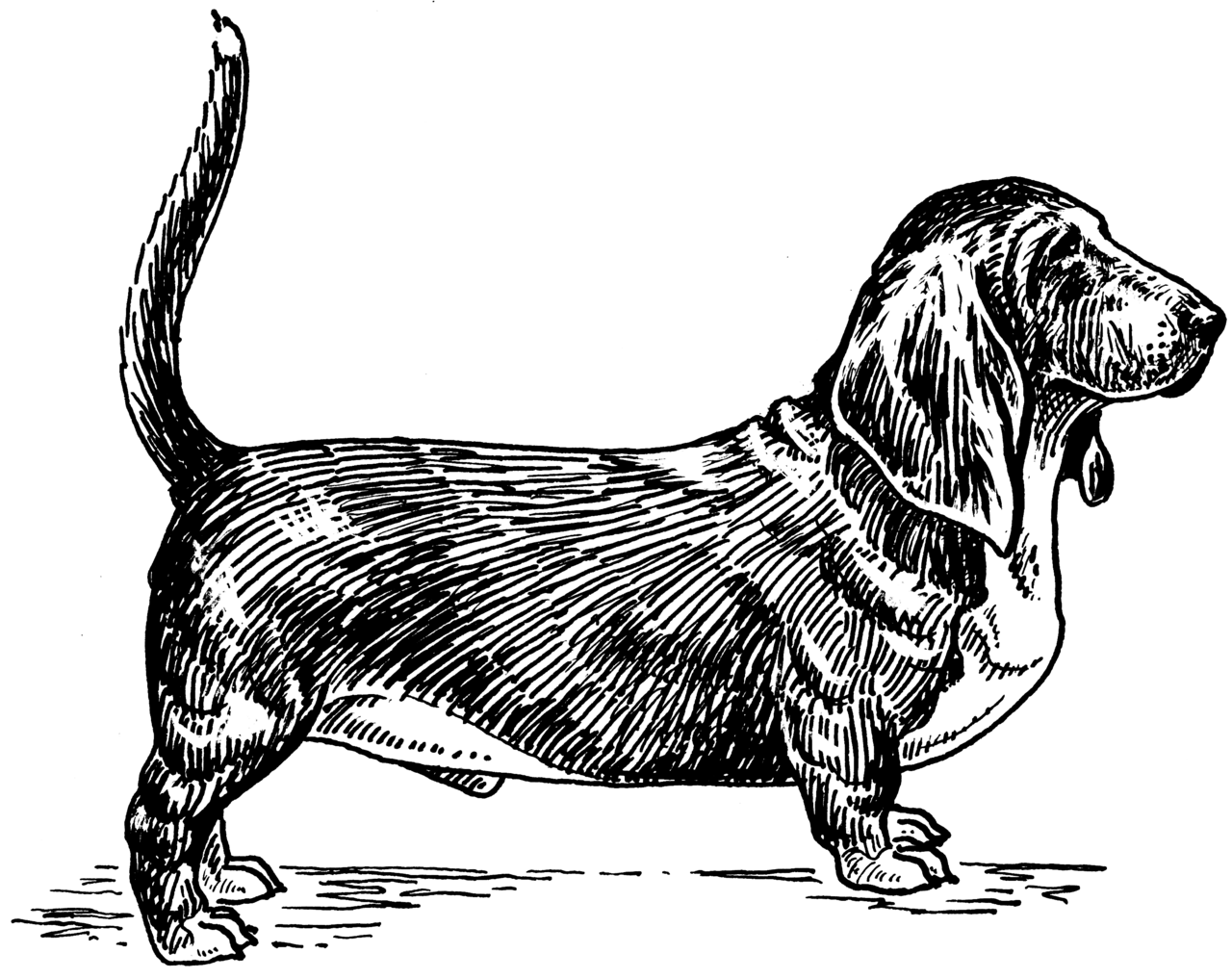 Basset Hound, foto in volle breedte tegen natuurlijke achtergrond.