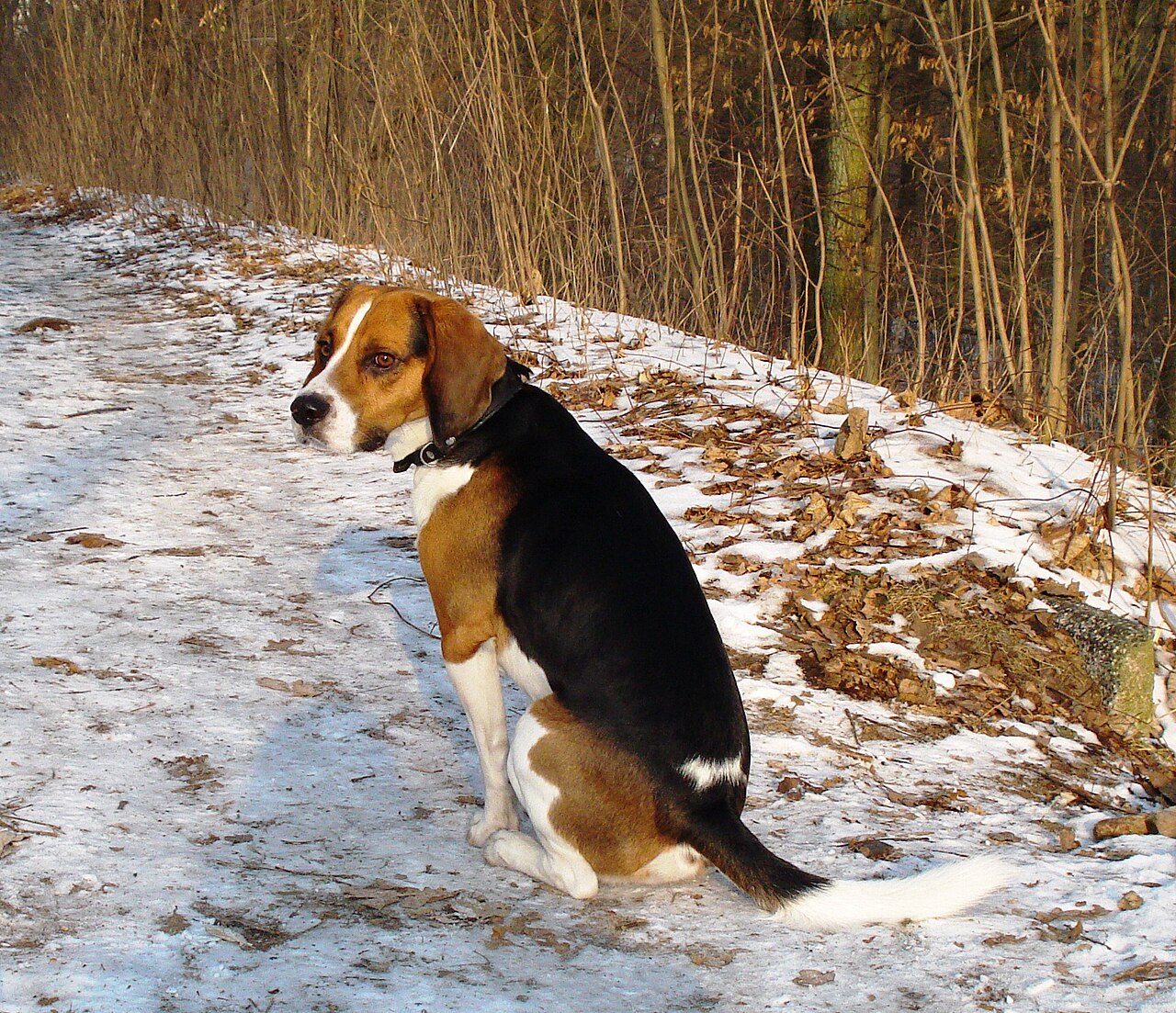 Beagle Harrier, foto in volle breedte tegen natuurlijke achtergrond.