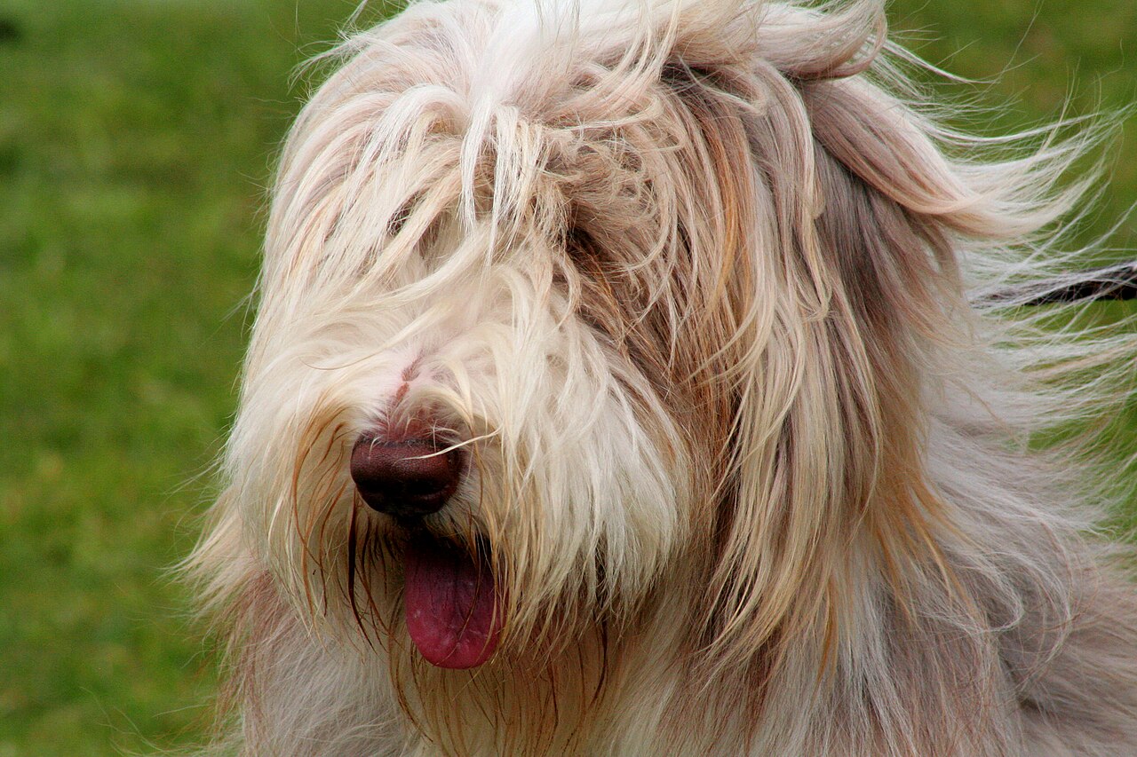 Bearded Collie, foto in volle breedte tegen natuurlijke achtergrond.