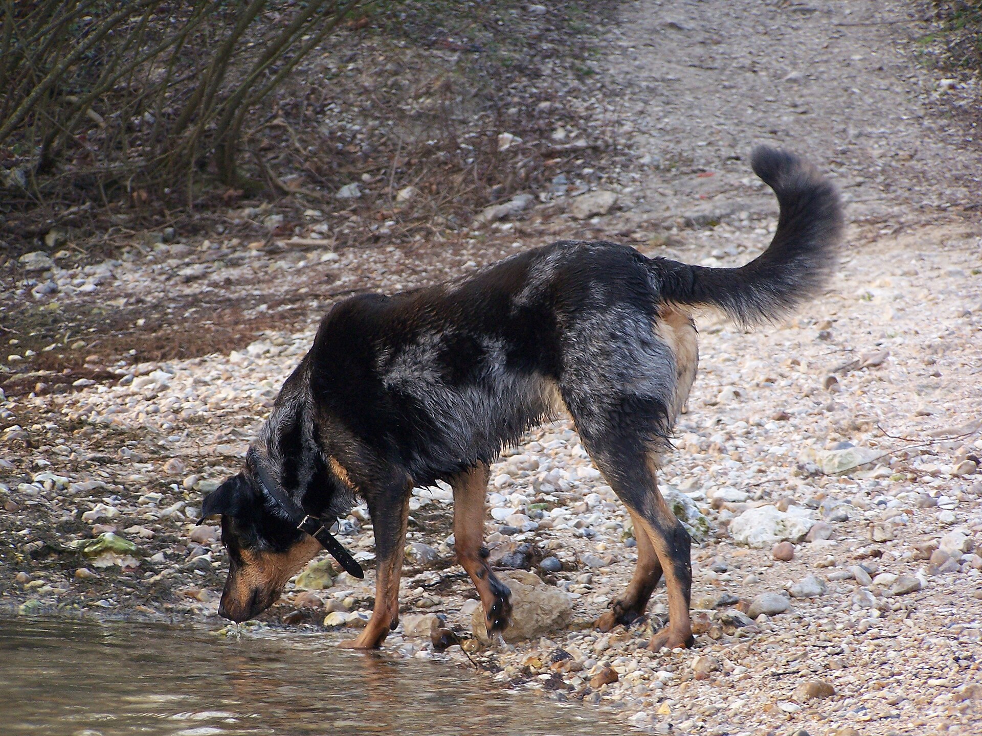 beauceron, foto.
